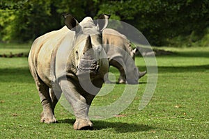 White rhinoceros in the beautiful nature looking habitat