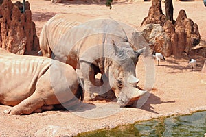 White rhinoceros in biopark. Valencia, Spain photo