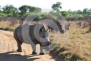 A landscape photo of an African white rhino bull, cow and calf.