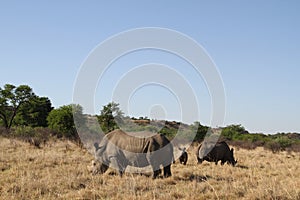 A landscape photo of an African white rhino bull, cow and calf.