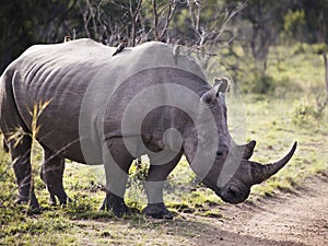 White rhinoceros bull standing