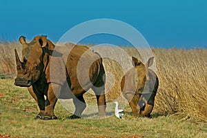 White Rhinoceros and calf photo