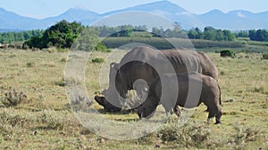 White Rhinoceros and calf graze on a mountain plain