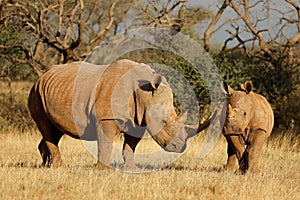 White rhinoceros and calf - South Africa