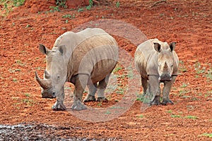 White rhinoceros and calf - South Africa