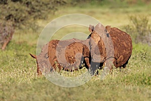 White rhinoceros and calf - South Africa