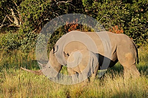 White rhinoceros and calf, South Africa