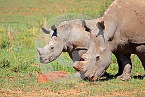 White rhinoceros and calf - South Africa