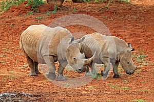 White rhinoceros and calf - South Africa