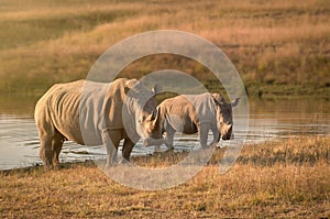 White rhinoceros with calf in South Africa