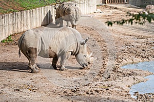 White rhinoceros in captivity in its enclosure standing in the mud