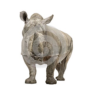 White Rhinoceros - Ceratotherium simum ( +/- 10 ye