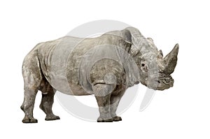 White Rhinoceros - Ceratotherium simum ( +/- 10 ye photo