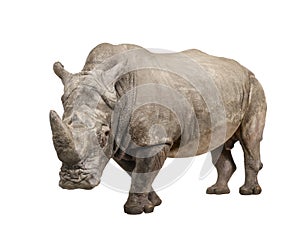 White Rhinoceros - Ceratotherium simum ( +/- 10 ye photo