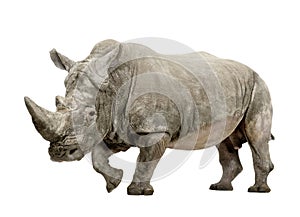 White Rhinoceros - Ceratotherium simum (+/- 10 years) photo