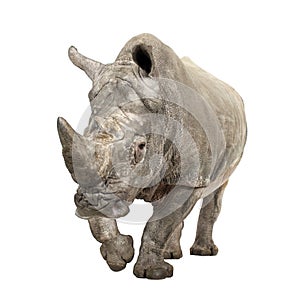 White Rhinoceros - Ceratotherium simum ( +/- 10 years)