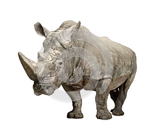 White Rhinoceros - Ceratotherium simum ( +/- 10 years)