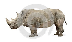 White Rhinoceros - Ceratotherium simum ( +/- 10 years) photo