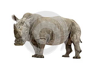 White Rhinoceros - Ceratotherium simum ( +/- 10 years)