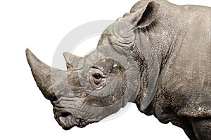 White Rhinoceros - Ceratotherium simum ( +/- 10 years)