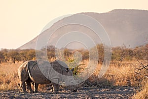 White rhinoceros Ceratotherium simum