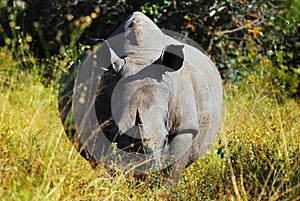 White Rhinoceros (Ceratotherium simum) photo