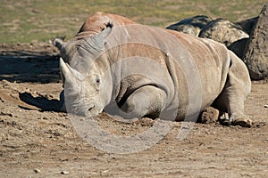 White Rhinoceros - Ceratotherium simum