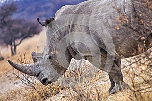 White Rhinoceros, Ceratotherium simum