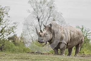 White Rhinoceros (Ceratotherium simum)