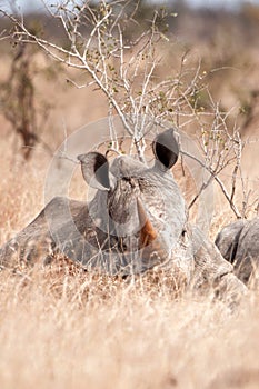 White Rhinoceros (Ceratotherium simum)