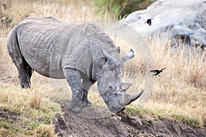 White Rhinoceros (Ceratotherium simum)