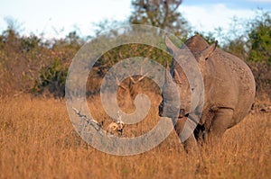 White rhinoceros (Ceratotherium simum)