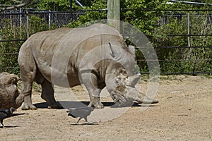 White Rhinoceros - Ceratotherium simum