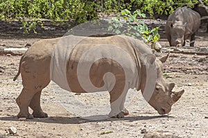 White Rhinoceros (Ceratotherium simum)