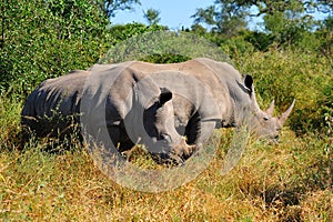 White Rhinoceros (Ceratotherium simum) photo