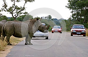White Rhinoceros, ceratotherium simum, Adult crossing Road, Kruger Park in South Africa