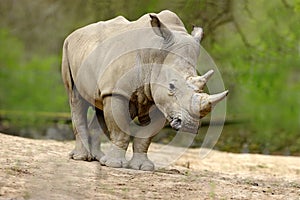 White rhinoceros, Ceratotherium simum, with big horn, Africa