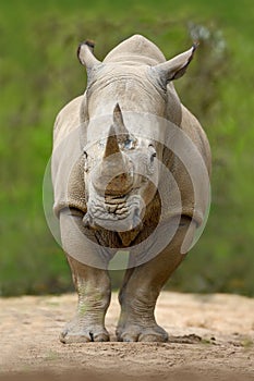White rhinoceros, Ceratotherium simum, with big horn, in the nature habitat, Tanzania, Africa