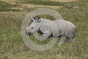White Rhinoceros, ceratotherium simum, Calf, Nakuru Park in Kenya