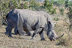 RHINO: A FRIEND IN NEED 10