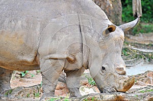 White rhinoceros, ceratotherium simum eating grass at the zoo