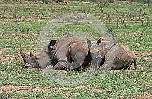 White Rhinoceros, ceratotherium simum, Female with Calf, Mother having a Mud Bath, South Africa