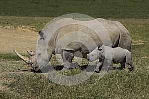 White Rhinoceros, ceratotherium simum, Female with Calf, Nakuru park in Kenya