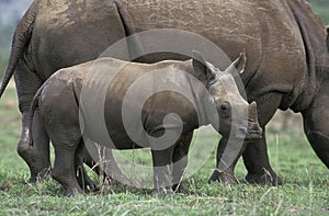 White Rhinoceros, ceratotherium simum, Female with Calf, South Africa