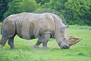 White rhinoceros, Ceratotherium simum, grazing