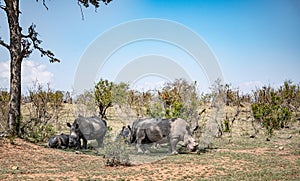 White Rhinoceros (Ceratotherium Simum) in Kruger National Park