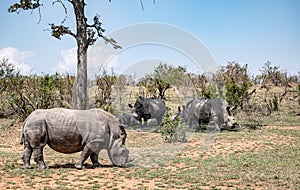 White Rhinoceros (Ceratotherium Simum) in Kruger National Park