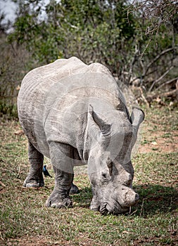 White Rhinoceros (Ceratotherium Simum) in Kruger National Park