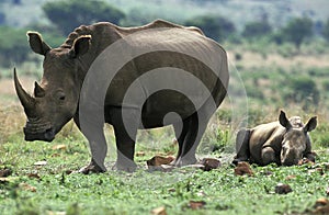 White Rhinoceros, ceratotherium simum, Mother and Calf sleeping, South Africa