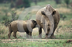 White Rhinoceros, ceratotherium simum, Mother with Calf suckling, South Africa